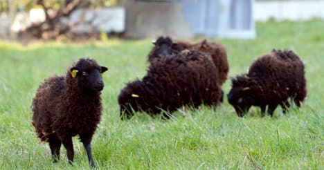 Sheep start new jobs as Paris 'lawnmowers'