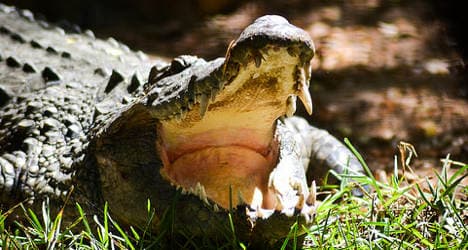 Frenchman survives crocodile head bite