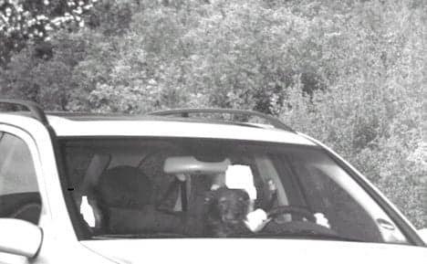 Cops stop speeding car with dog at wheel
