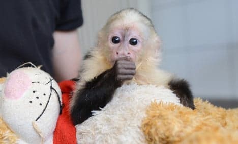 Germany pets Justin Bieber's monkey