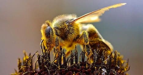 Winter bee loss stabilizes in Switzerland: report
