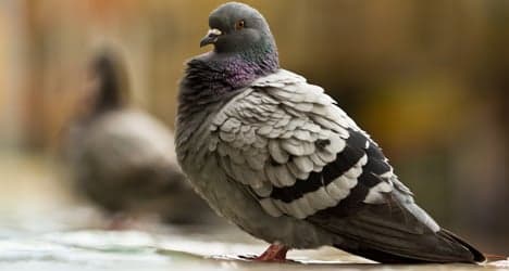 Barcelona issues €60,000 bounty to blitz pigeons