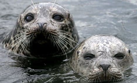 Grey seals return to German Baltic shores