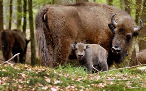 First bison born in wild 'for centuries'