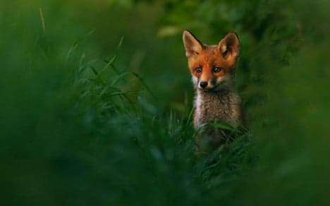 Cub photographer wins prize with fox picture