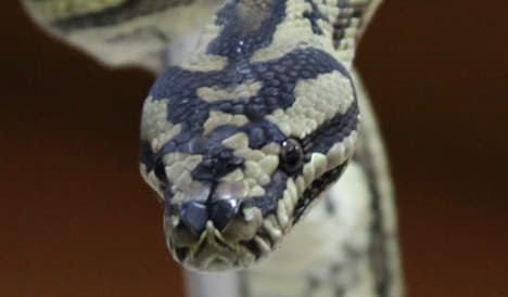Police find body lying 'among 50 snakes'
