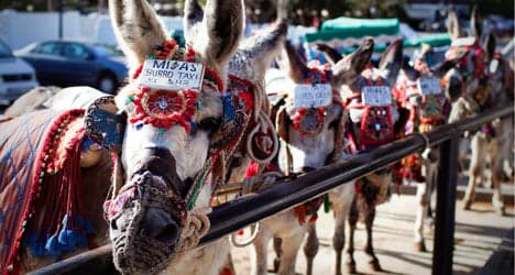 Taxi decree slaps donkeys with ID plates
