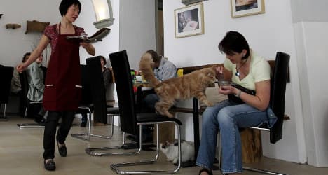 Animal rights groups slam Paris 'cat café' plan