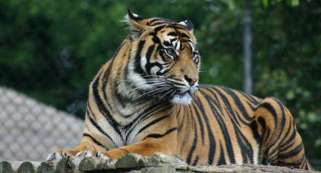 Pensioner killed by tigers at abandoned zoo