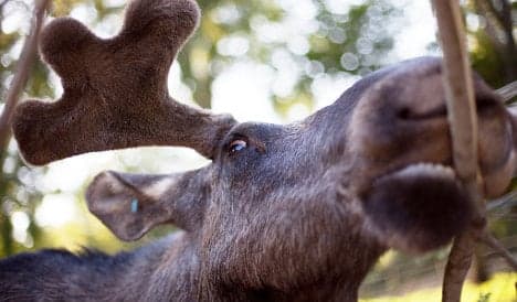 Man catches elk ordeal on video