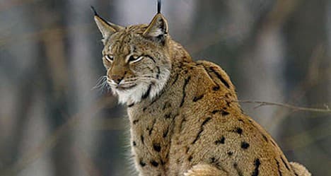 Bern OKs shooting of sheep-eating lynx