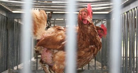 Chicken thief faces jail over €5 fowl