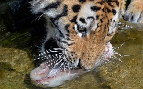 Zoo animals scoop icy treats in heat