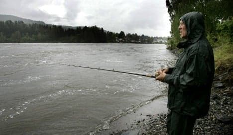 Fish farms blamed for wild salmon decline