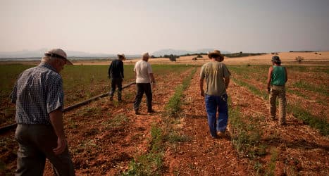 Jobless dig for work in Spain's farmland