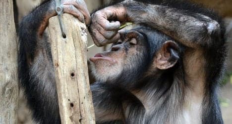 Spanish scientist reveals memory power of apes