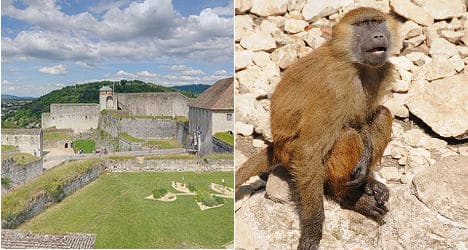 French UNESCO site evicts baboon vandals