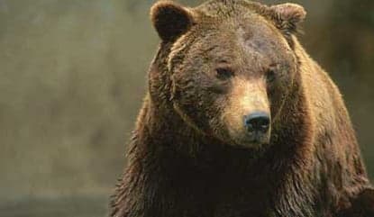 Bear slaughtered at Italian national park