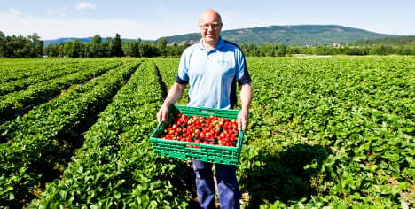 Imports soar along with Norwegians' berry love