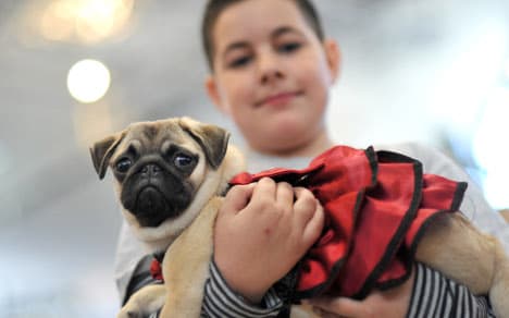 Pet pals 'crucial' for kids - and adults - in Germany