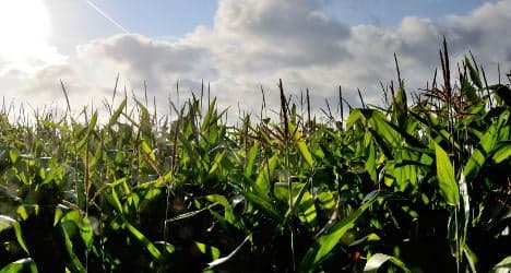 French court lifts ban on Monsanto GM corn