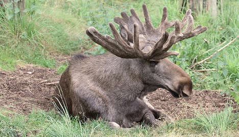Eating elk may lower children's IQ: Report