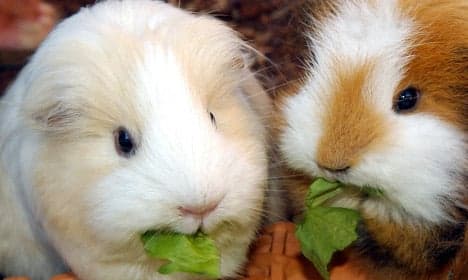 Group guinea pig sex 'too loud' say neighbours
