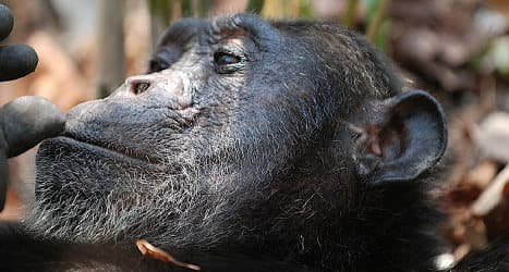 Spain's blind chimp has cataract surgery