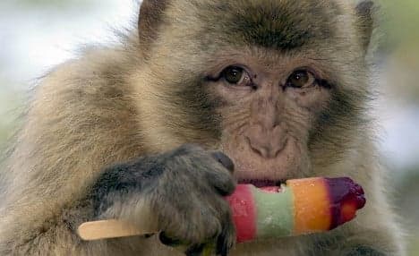 Keeper catches last monkey of escaped trio