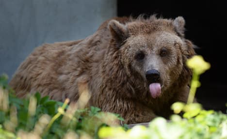 Berlin's city bear dies in compound