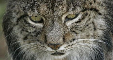 Endangered Spanish lynx slaughtered on roads