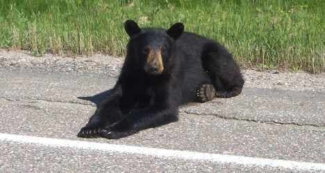 Roaming bears face risky border crossing