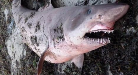 Three-metre shark found on French beach (gallery)