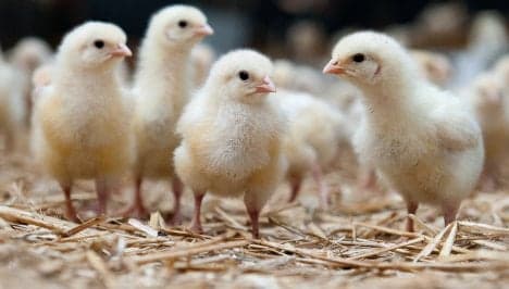 Shredding ban saves one-day-old male chicks