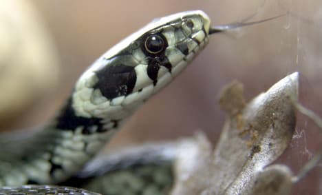 20 dead snakes found in bag, live ones on train