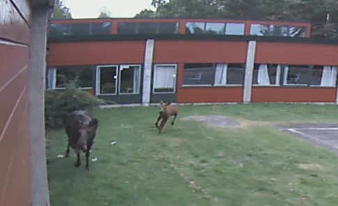 VIDEO: Elk family trashes Norway school