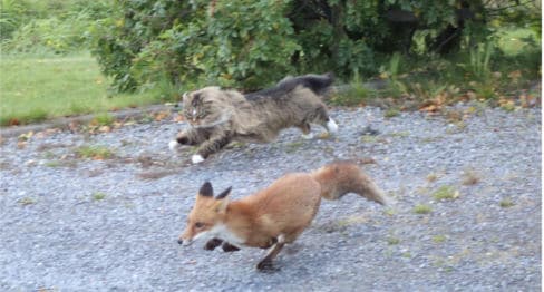 Cat chases fox in northern Norway