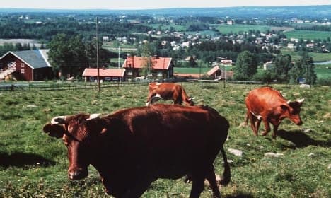 Norway farmers world's most subsidised: OECD
