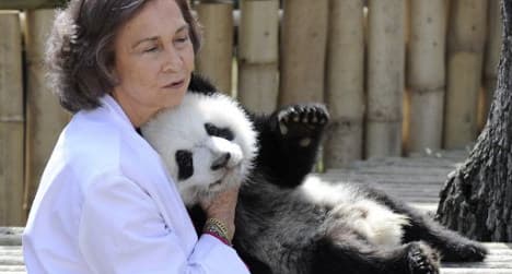 Rare panda cub born in Madrid zoo