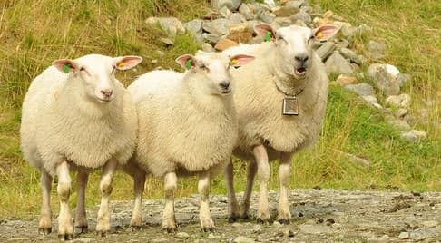 Record low number of radioactive sheep