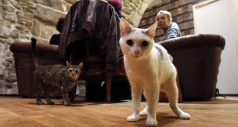 GALLERY: France's first 'cat café' opens in Paris