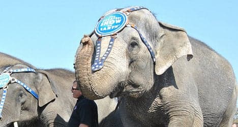 Pensioner killed by runaway circus elephant