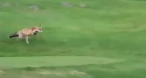 VIDEO: Crafty fox steals balls at Swiss golf club