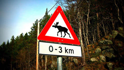 Norway plans 'disco poles' to scare off elk