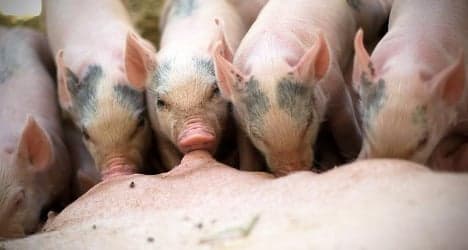 Farm worker goes deaf due to squealing pigs