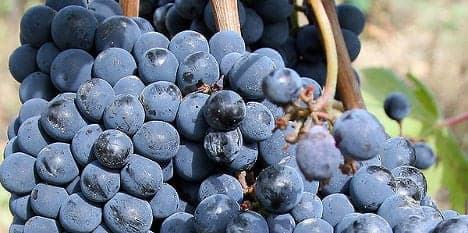 Puglia’s great grape robbers arrested