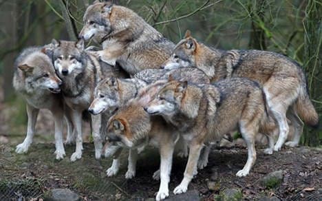 Wolves kill flock of sheep near Berlin