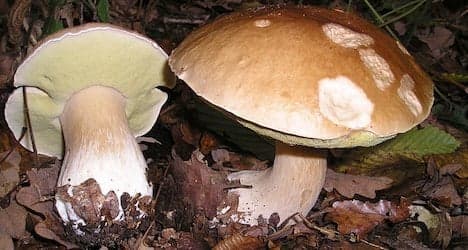 Mushroom pickers die from falls in Ticino