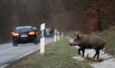 Wild animal road crashes cost €500 million