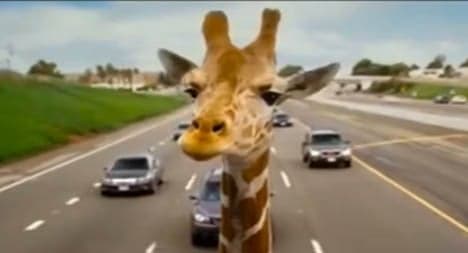 Freak road crash kills Spanish giraffe